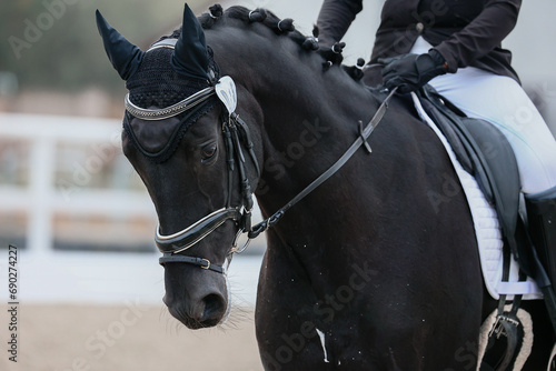 Large portrait of a black horse with a number and browband to dressage