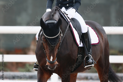 full-face portrait of a liver-chestnut horse during a performance at a dressage competition