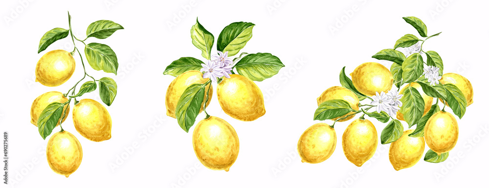 Set of yellow lemons on branch with green leaves and flowers. Watercolor template botanical isolated illustration citrus Hand drawn illustration for menu and wrapping design, card, tableware, textile
