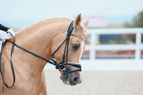 Portrait of a palomino horse during a performance at equestrian competitions. photo