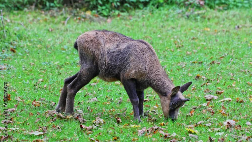 Apennine chamois, Rupicapra pyrenaica ornata, is living in the Abruzzo-Lazio-Molise National Park in Italy and the Pyrenees in Spain Apennine chamois, Rupicapra pyrenaica ornata, is living in the Abruzzo-Lazio-Molise National Park in Italy and the Pyrenees in Spain