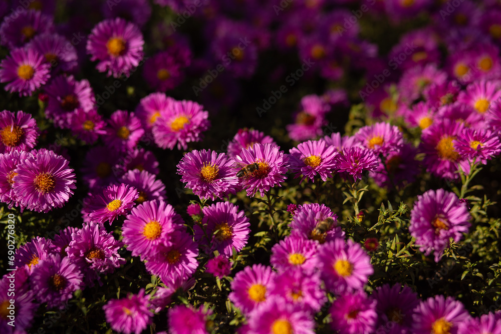 Bee on an Alpine chrysanthemum flower. Alpine asters. Selective focus. Bee on an Alpine chrysanthemum flower. Alpine asters. Selective focus.