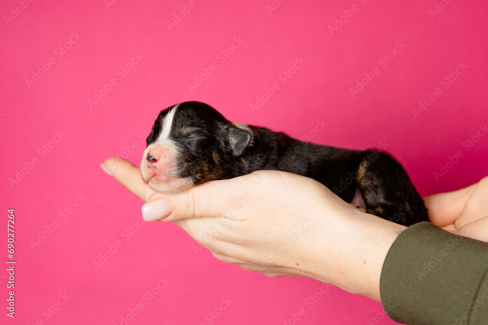 Newborn Puppy In The Caring Hands on pink background Newborn Puppy In The Caring Hands on pink background