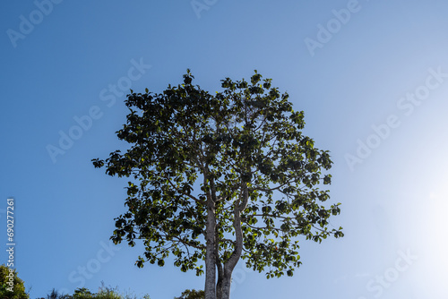 low angle of big white  mahony tree in indonesia hills photo