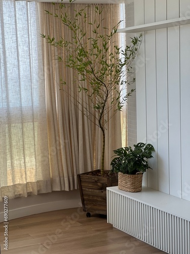 mosso bamboo in the corner of the room photo