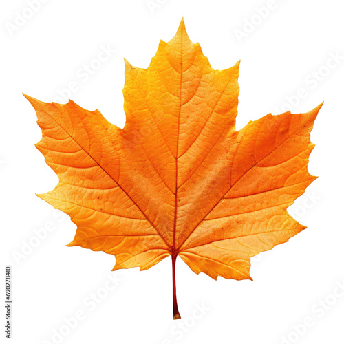 Wallpaper Mural Autumn leaf isolated on white or transparent background Torontodigital.ca