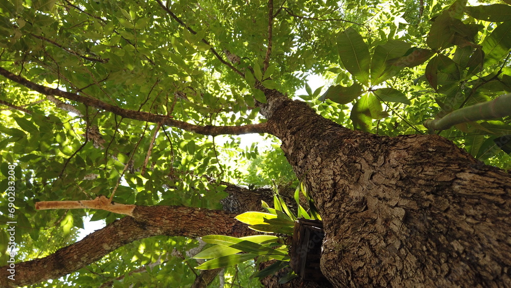 Fototapeta premium Majestic Tree with Stunning Foliage