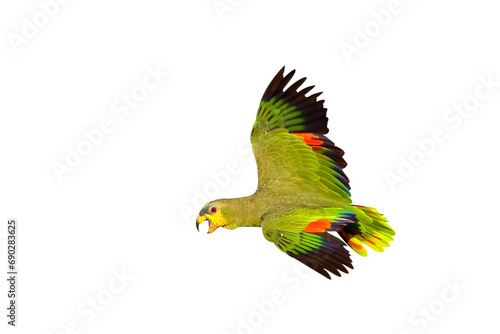 Beautiful flying Orange Winged Amazon isolated on transparent background png file