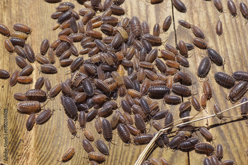 Many Common rough woodlice, rough woodlouse (Porcellio scaber), family Porcellionidae. On an old weathered wooden board. Dutch garden. Netherlands, Autumn, September