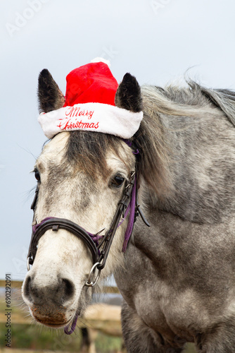 Happy Christmas, close up of grey horse wearing a Santa Hat , wishing everyone seasons greetings for the holidays 