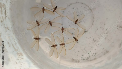 Flying White Ant  dead floating on the water