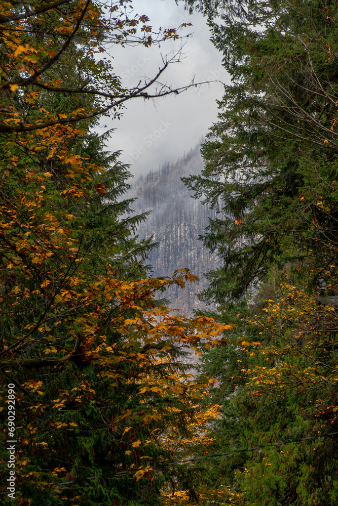 Burned forest through the evergreens Burned forest through the evergreens