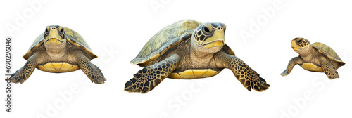 Set of sea turtle isolated on white or transparent background