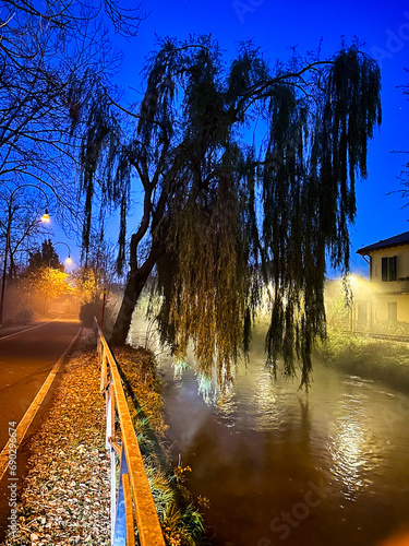 weeping willow tree on the river with mist