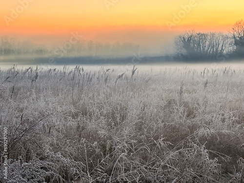 Autumn cereal field in a frozen morning.