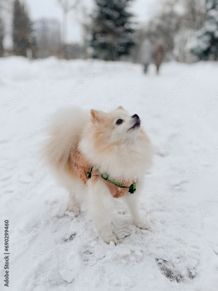 small cute creamy white Pomeranian dog on a walk outside in winter in the snow, looking at the camera