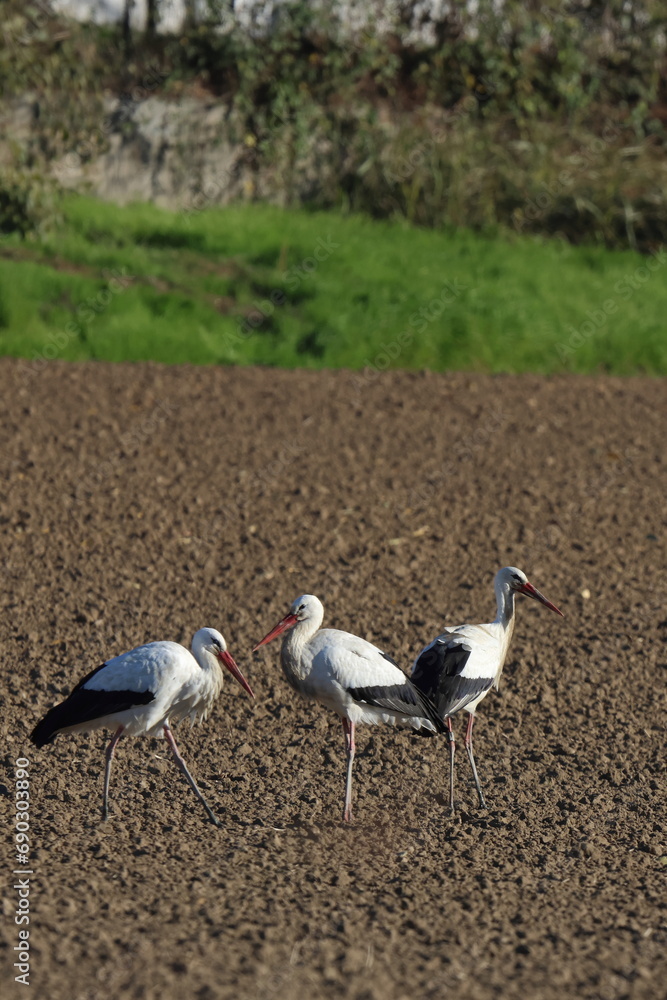 Obraz premium cicogne al campo