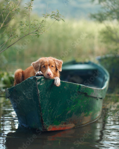 A Nova Scotia Duck Tolling Retriever aboard a canoe surveys the waters. Dog Poised and watchful, the dog embodies the essence of river adventures photo
