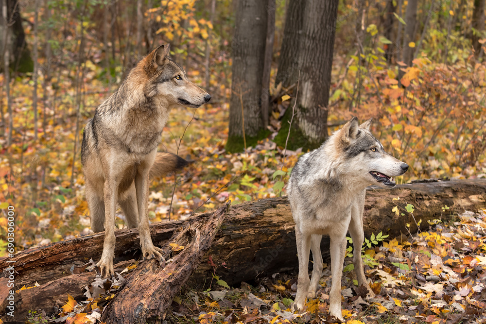 Grey Wolves (Canis lupus) Look Right From Atop and In Front of Log Autumn
