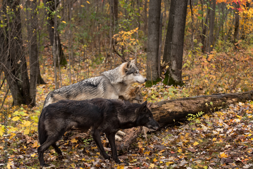 Three Grey Wolves (Canis lupus) Look Intently Right From Log Autumn