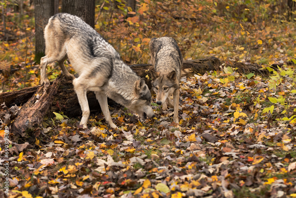 Grey Wolves (Canis lupus) Come Face to Face After Stepping Off Log Autumn