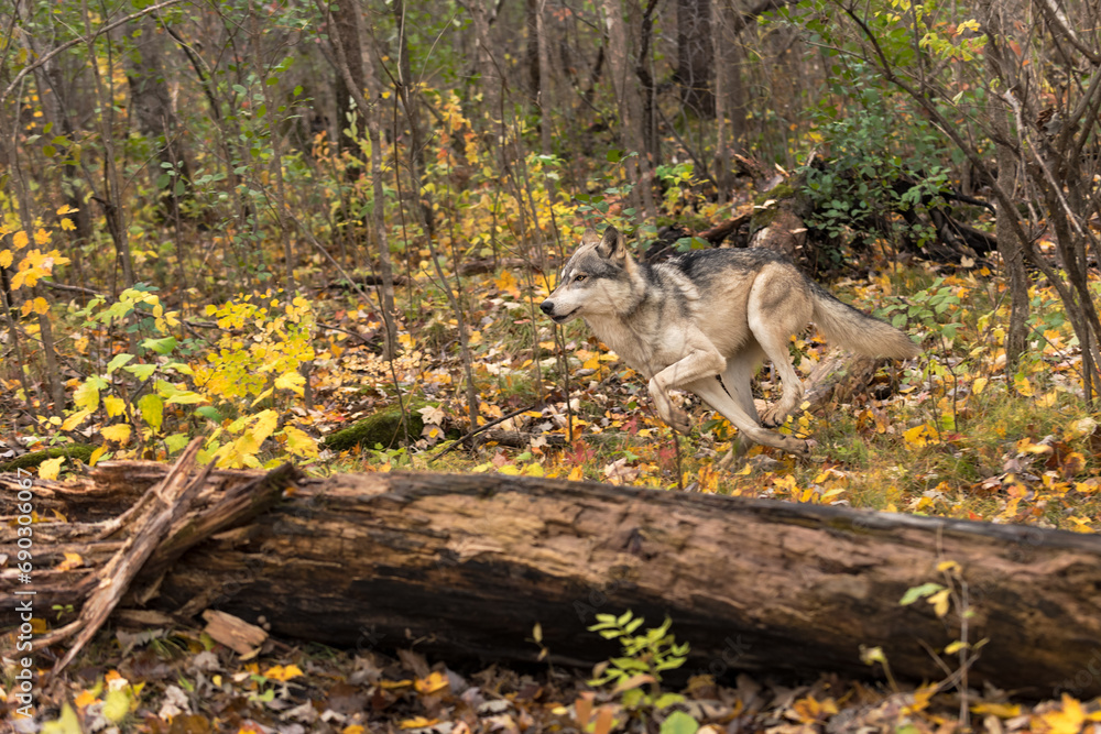 Grey Wolf (Canis lupus) Runs Left Behind Log Autumn