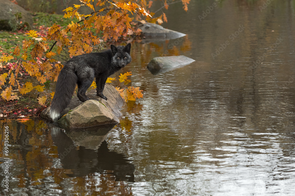 Silver Fox (Vulpes vulpes) Looks Back From Rock Reflected in Water Autumn