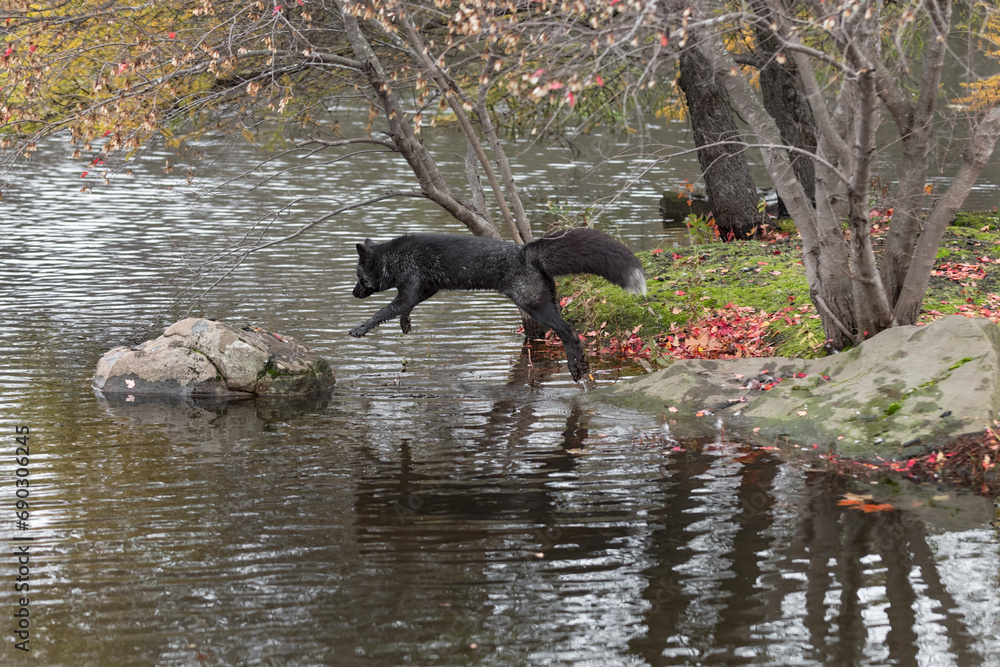 Silver Fox (Vulpes vulpes) Jumps From Island to Rock Autumn