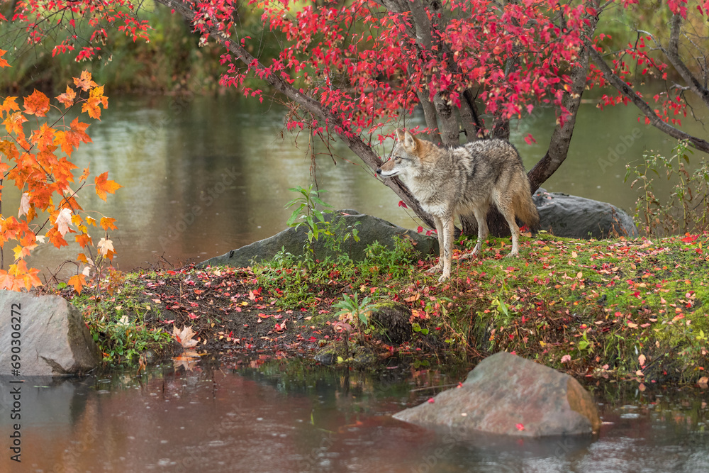 Coyote (Canis latrans) Stares Out at Orange Leaves on Island Autumn