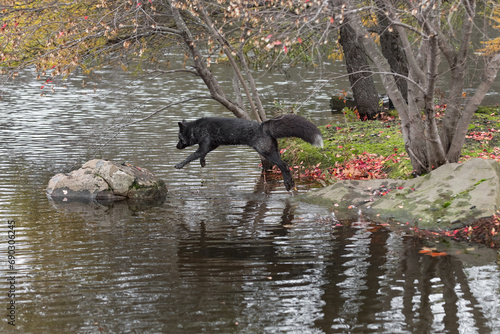 Obraz na płótnie Silver Fox (Vulpes vulpes) Jumps From Island to Rock Autumn w salonie