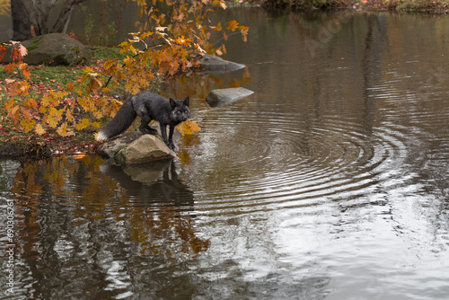 Obraz na płótnie Silver Fox (Vulpes vulpes) Looks Out From Rock Ripples Radiate Out Autumn w salonie