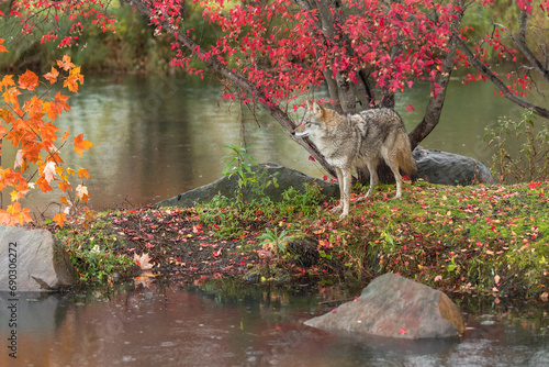 Coyote (Canis latrans) Stares Out at Orange Leaves on Island Autumn © geoffkuchera