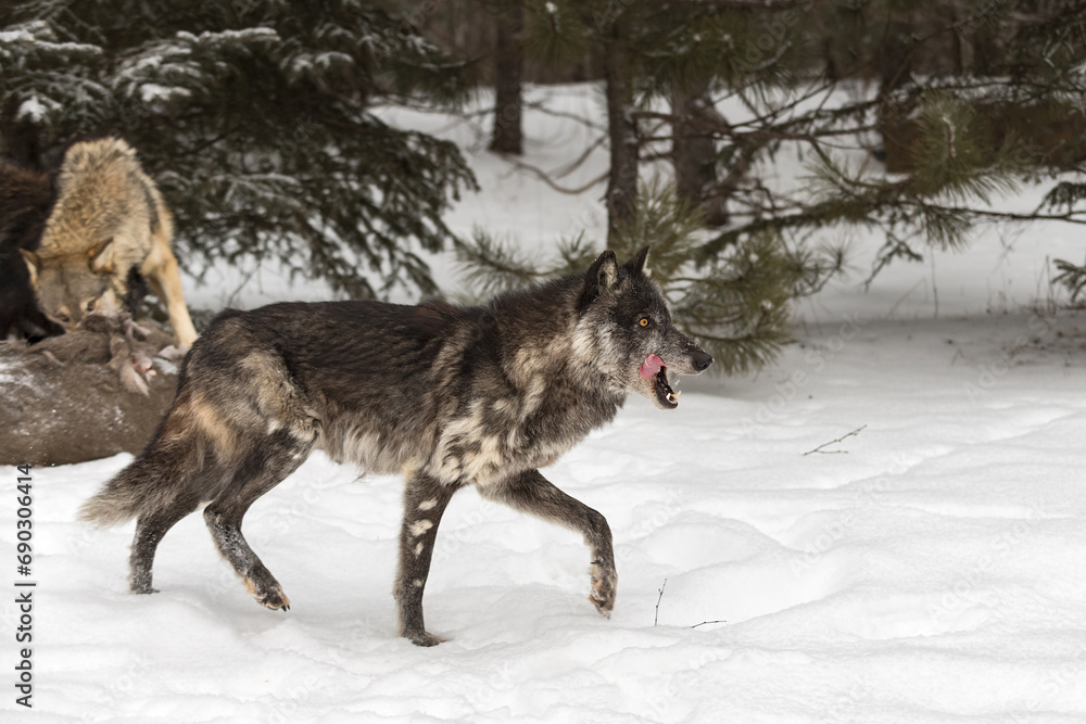 Black Phase Grey Wolf (Canis lupus) Steps Away From Deer Carcass Licking Chops Winter