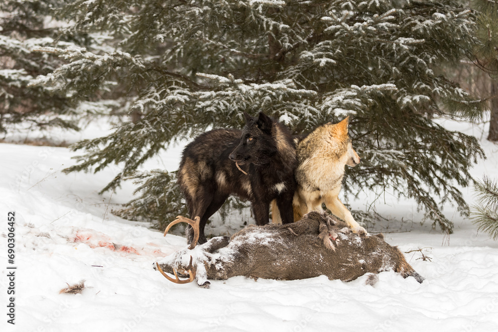 Grey Wolves (Canis lupus) Stand Back to Back at Deer Carcass Winter