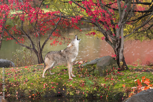 Obraz na płótnie Coyote (Canis latrans) Howling on Island in Rain Autumn w salonie