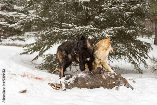 Obraz na płótnie Grey Wolves (Canis lupus) Stand Back to Back at Deer Carcass Winter w salonie