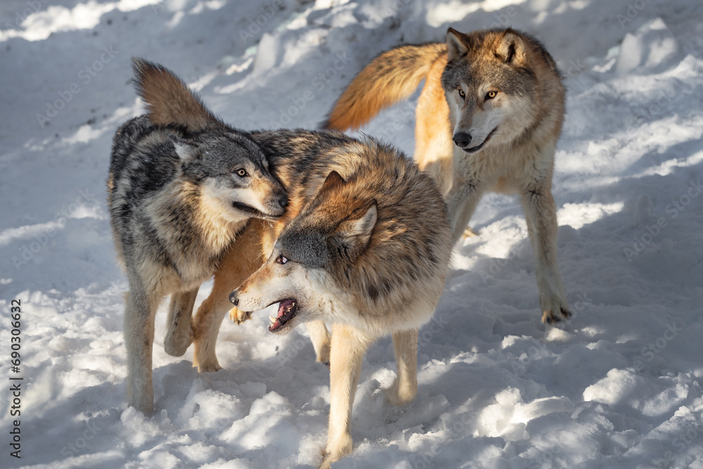 Fototapeta premium Grey Wolf (Canis lupus) Leans Head Against Packmate Third in Background Winter