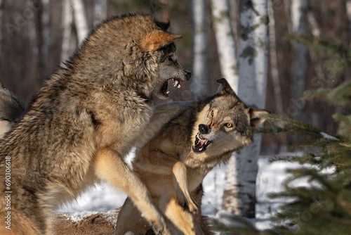 Εκτύπωση καμβά Grey Wolves (Canis lupus) Scuffle Snap and Snarl at Each Other Winter