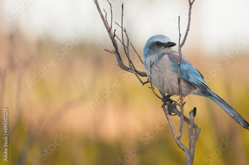 A banded Florida Scrub Jay on a branch with head turned. Portrait view with a blurred scrub habitat background -photographed an oak scrub in Archbold Biological Station, Florida.  photo