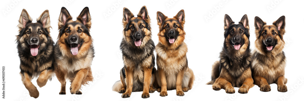 Collection of German shepherd dogs with brown and black fur, in different poses, isolated on white background Collection of German shepherd dogs with brown and black fur, in different poses, isolated on white background