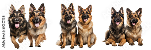 Collection of German shepherd dogs with brown and black fur, in different poses, isolated on white background