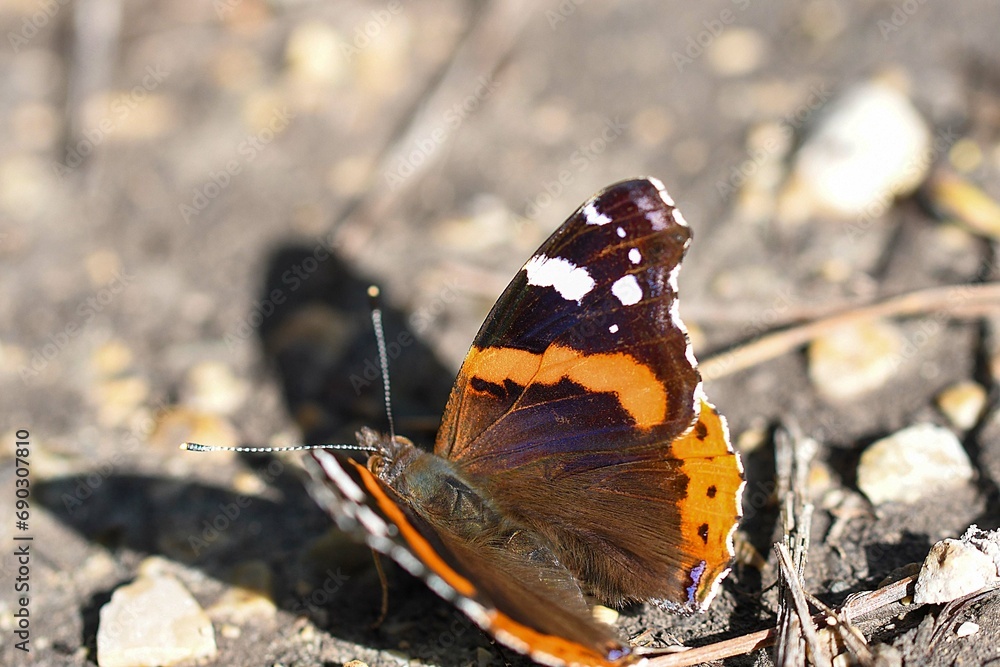 Obraz premium vanessa