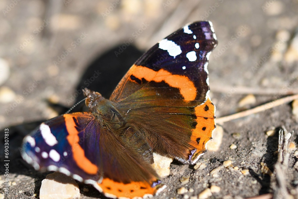 vanessa atalanta vanessa atalanta