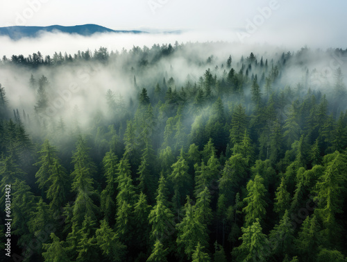 misty morning over the forest in the mountains © Nikodem