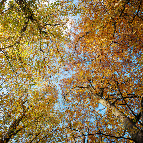orange and yellow leaves of beech trees and blue sky in the fall