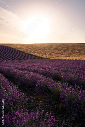 Landscape of sun setting or rising over lavender and rye field, Crimea