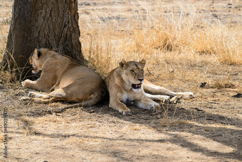 A pair of Lioness resting in the shade of a tree
