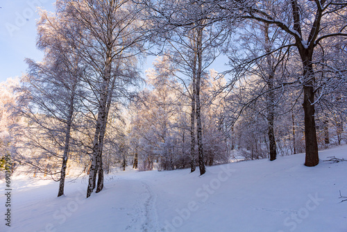 Winter white forest with snow, Christmas background © Roman's portfolio