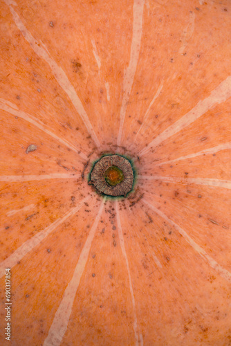 Tail of the pumpkin close-up, top view.