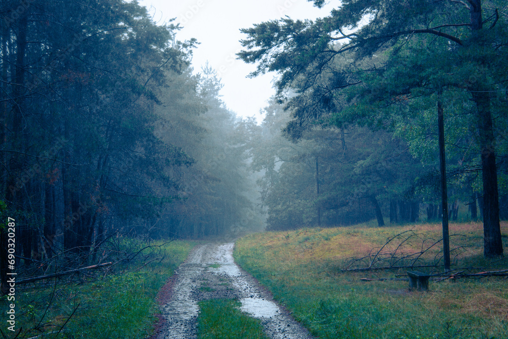 Nasser Waldweg im Regen Nasser Waldweg im Regen